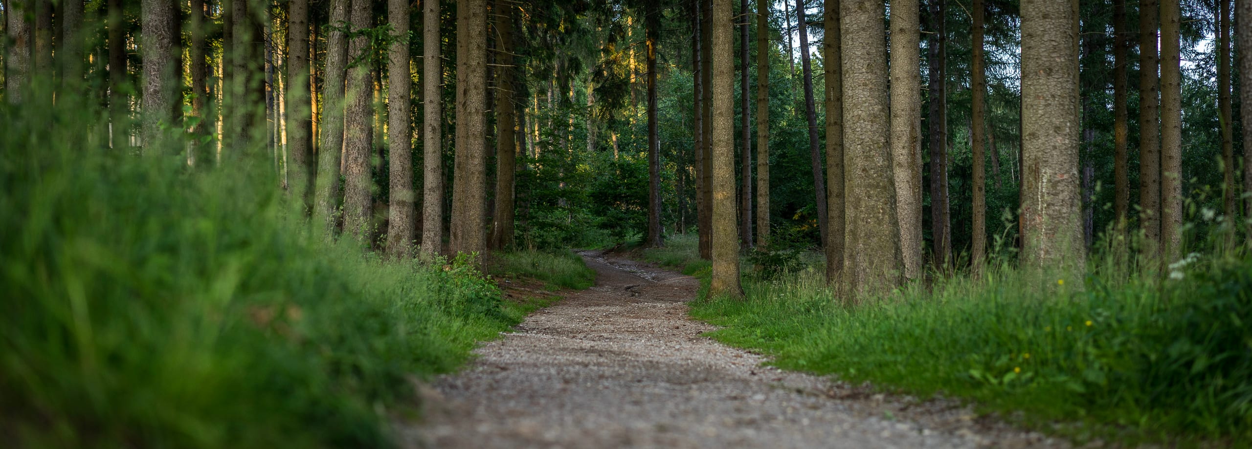 Waldweg im Grünen