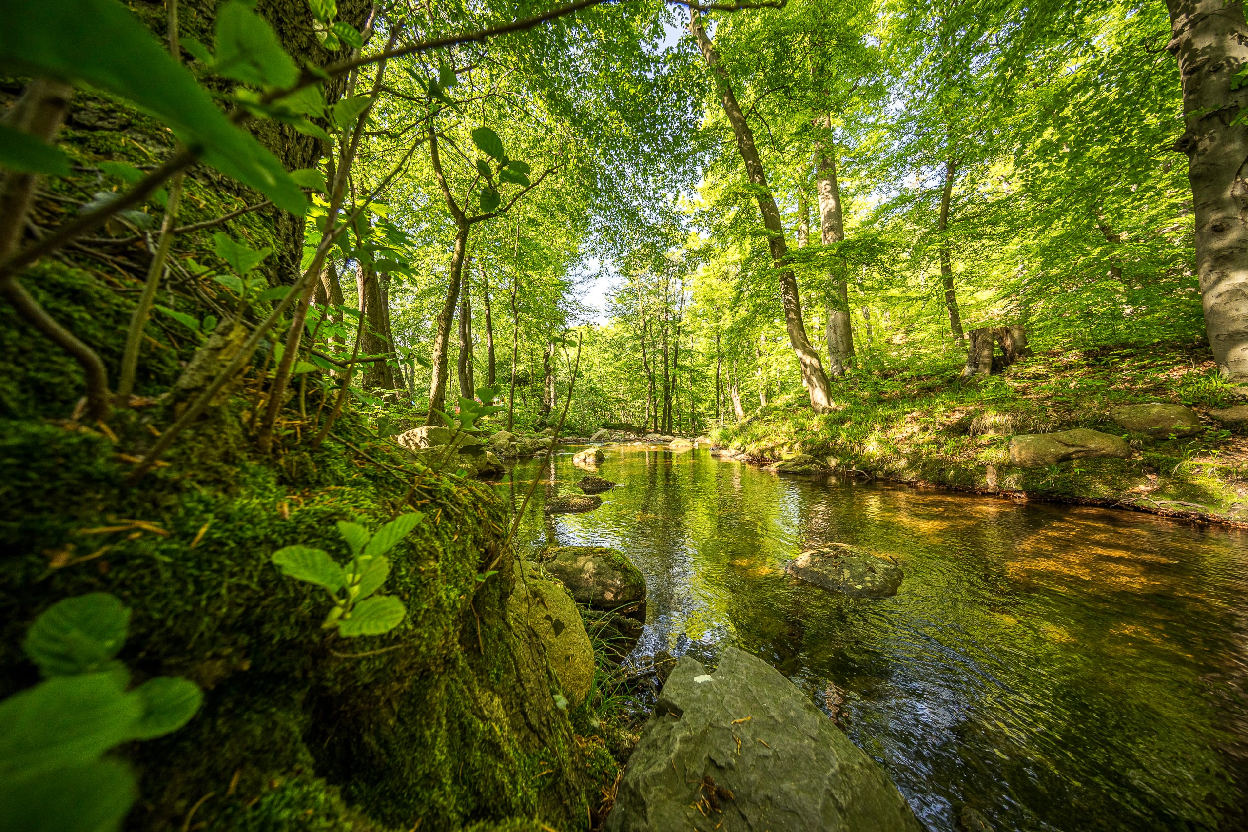 Ruhiger Bach im grünen Wald